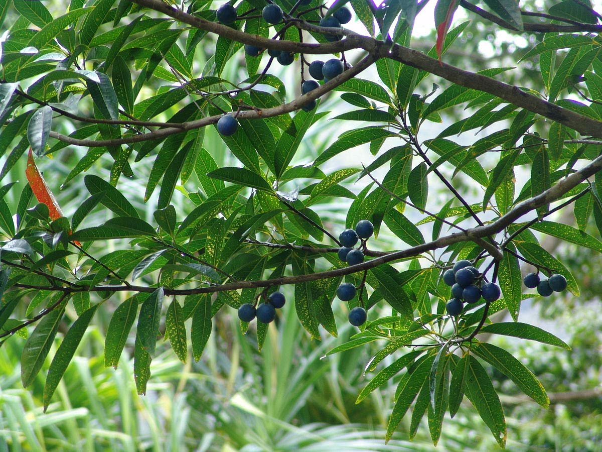 Amazon.com : Blue Marble Tree Seeds for Planting (5 Seeds