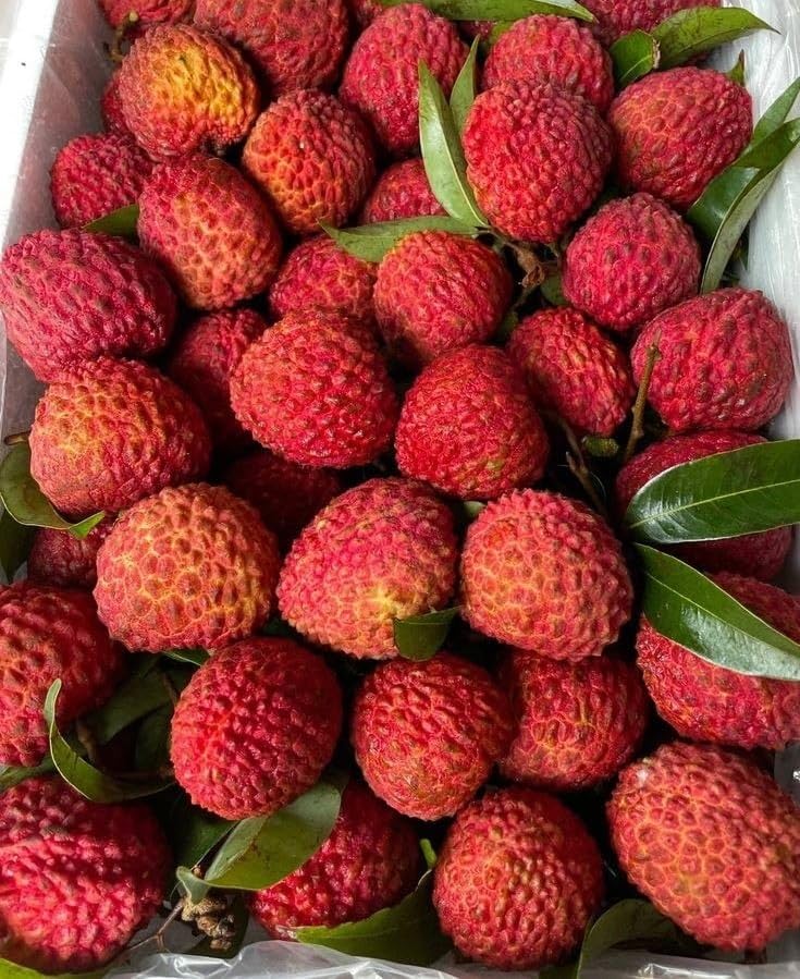 Image of Shahi Litchi Hybrid Live Plant | Dwarf Air Layered Variety | Rare Tropical Lychee Tree for Garden | Sweet All Season Fruit | 2-3 Ft Tall Sapling | Bears Fruit in 1-2 Years | 1 Healthy Plant