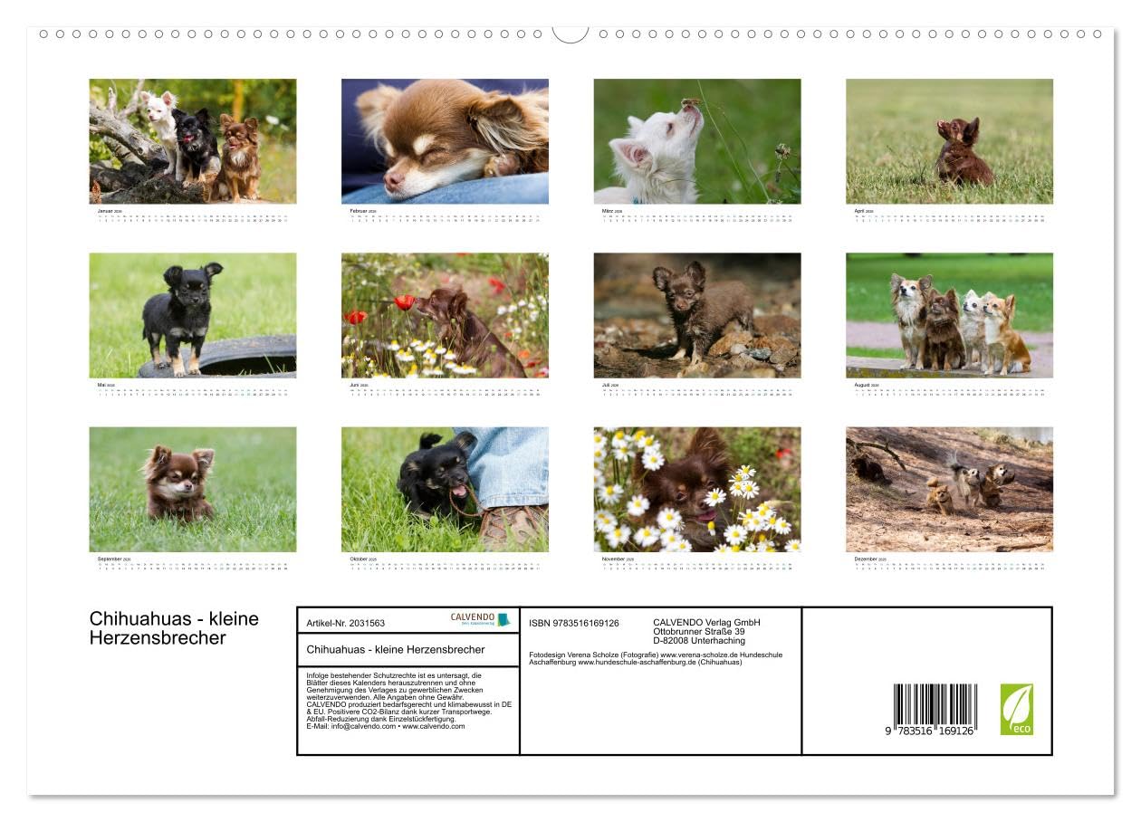 Chihuahuas - kleine Herzensbrecher (hochwertiger Premium Wandkalender 2026 DIN A2 quer), Kunstdruck in Hochglanz: Wunderschöne Outdoor Fotos der kleinen Hunderasse (CALVENDO Tiere)