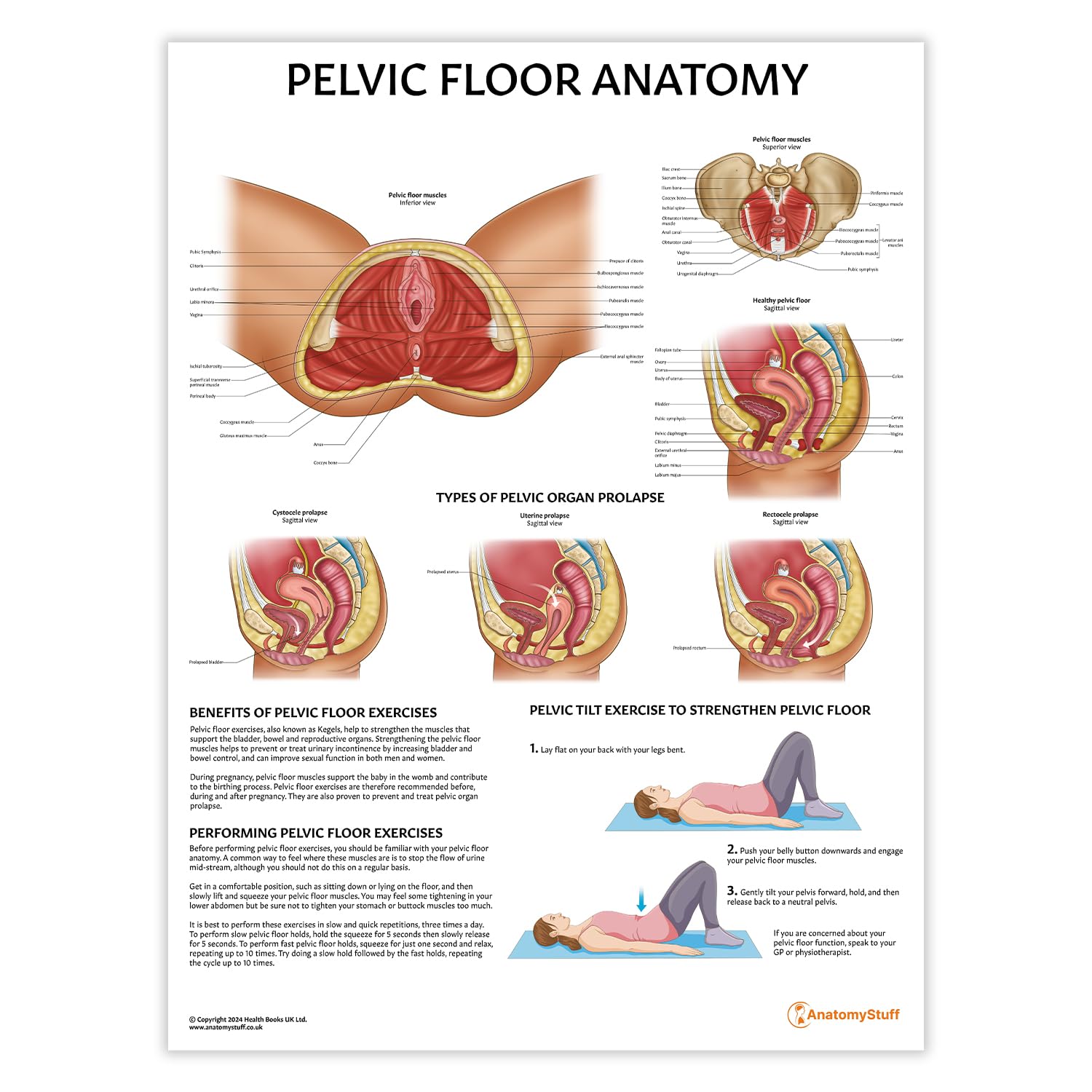 AnatomyStuff Poster: Beckenbodenanatomie, 45 x 60 cm, für Klassenzimmer, Klinik & Heimbüro