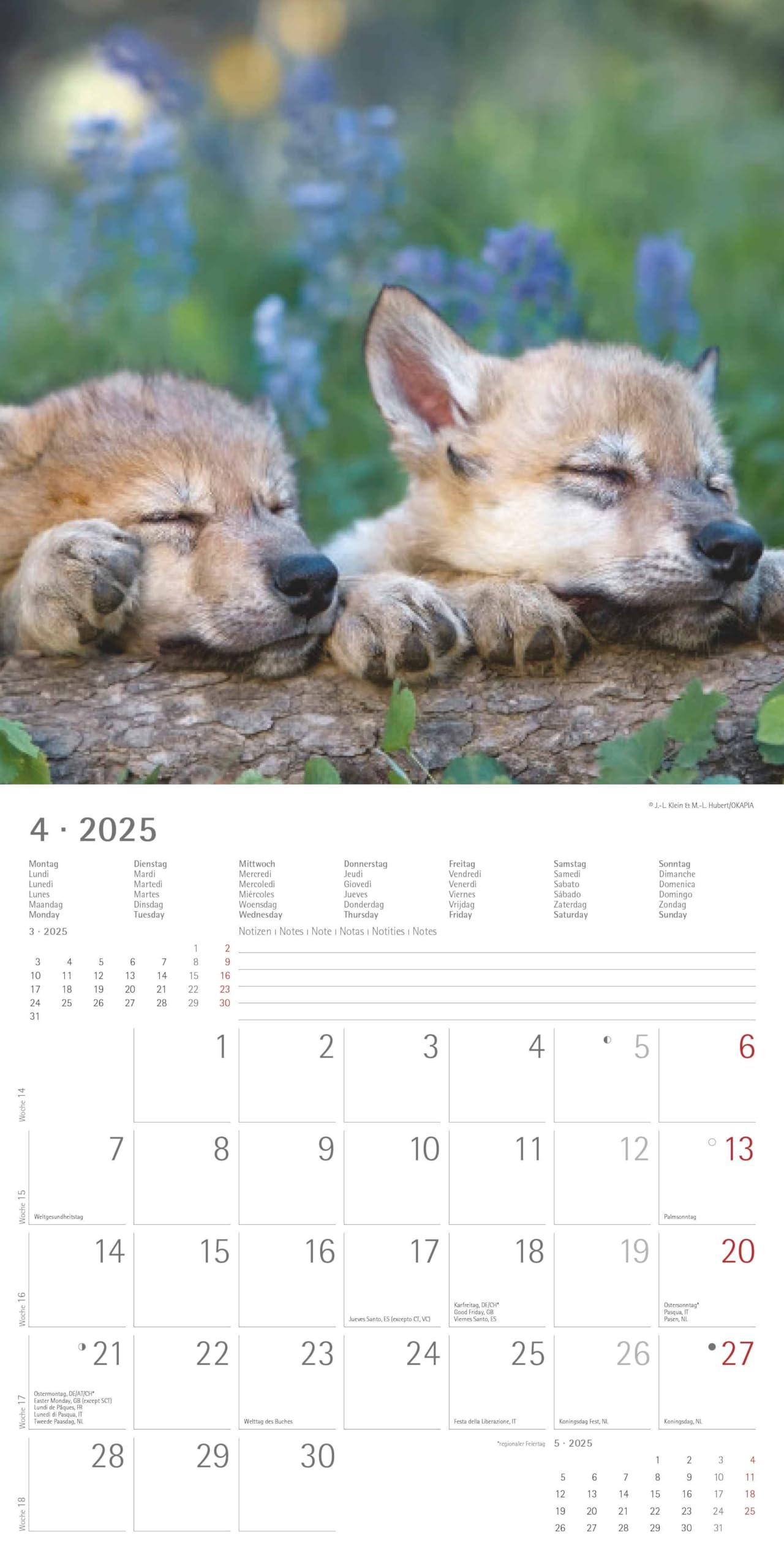 Wölfe 2025 - Broschürenkalender 30x30 cm (30x60 geöffnet) - Kalender mit Platz für Notizen - Wolves - Bildkalender - Wandplaner - Alpha Edition
