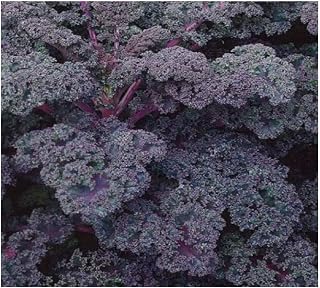 PREMIER SEEDS DIRECT - Kale/Borecole - Scarlet - 2200 Seeds