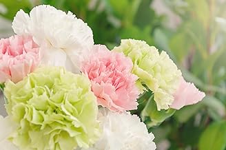 500 Seeds/Pack Dianthus caryophyllus Flower Seeds | Double Mixed Varieties for Pots, Borders & Cottage Gardens | Summer Blooming Biennial/Perennial (Chabaud Picotee Mix)