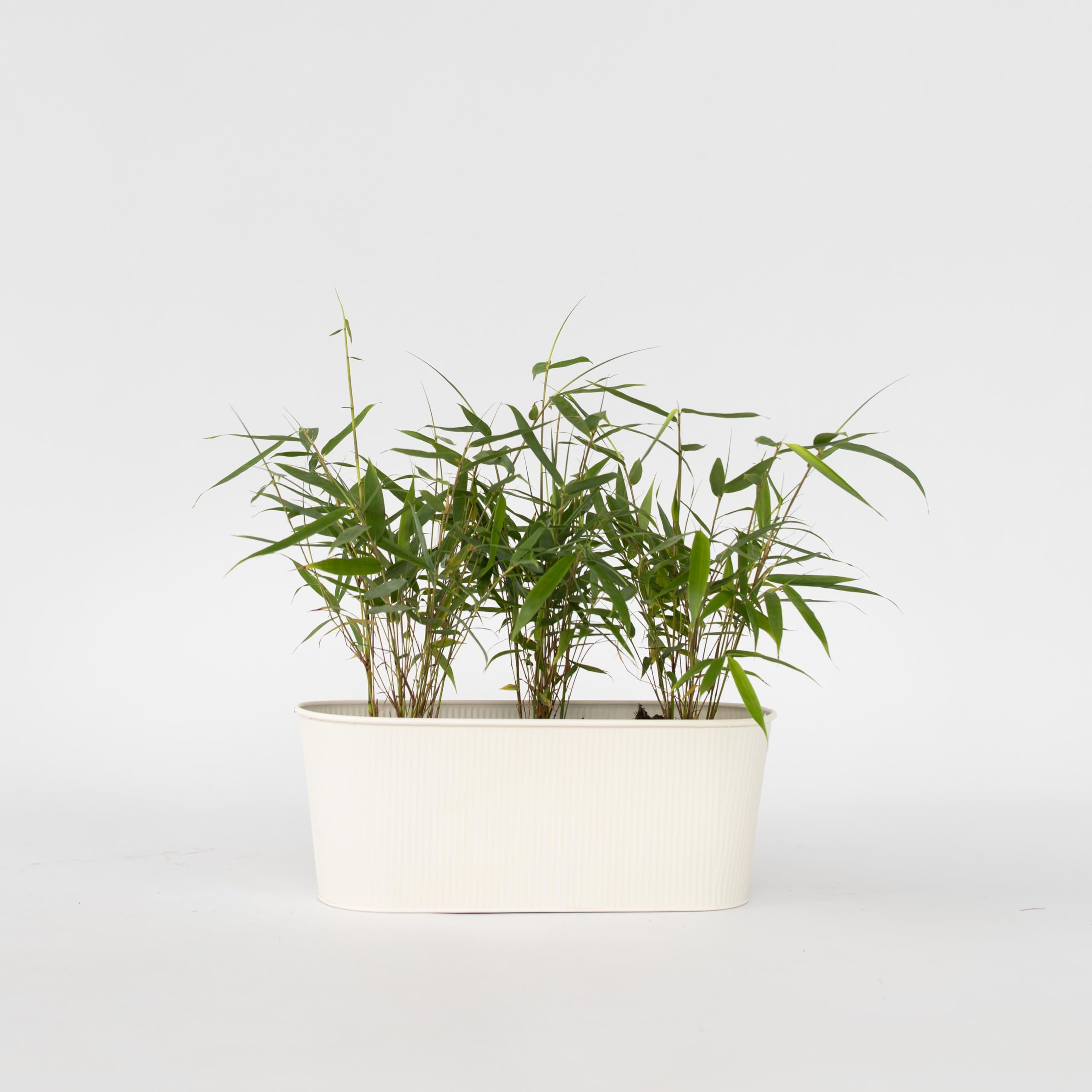 Plant in a Box - Fargesia scabrida 'Merveille asiatique' - Set de 3 - Bambou scabride - Rouge bambou - Pot 13cm - Hauteur 25-40cm