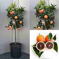 Pianta Di Arancio Vaniglia SAVINI VIVAI - Albero Agrumi 100-120 Cm, Innesto Italiano, Senza Semi - Foto 2