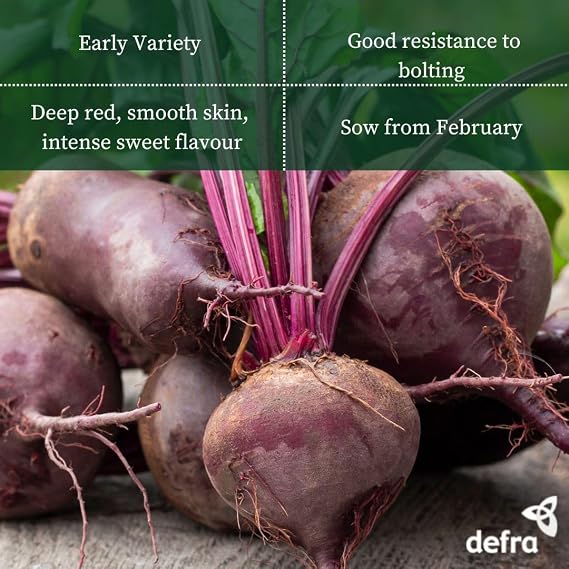 PREMIER SEEDS DIRECT - Beetroot Seeds - BOLTARDY (500 Seeds)