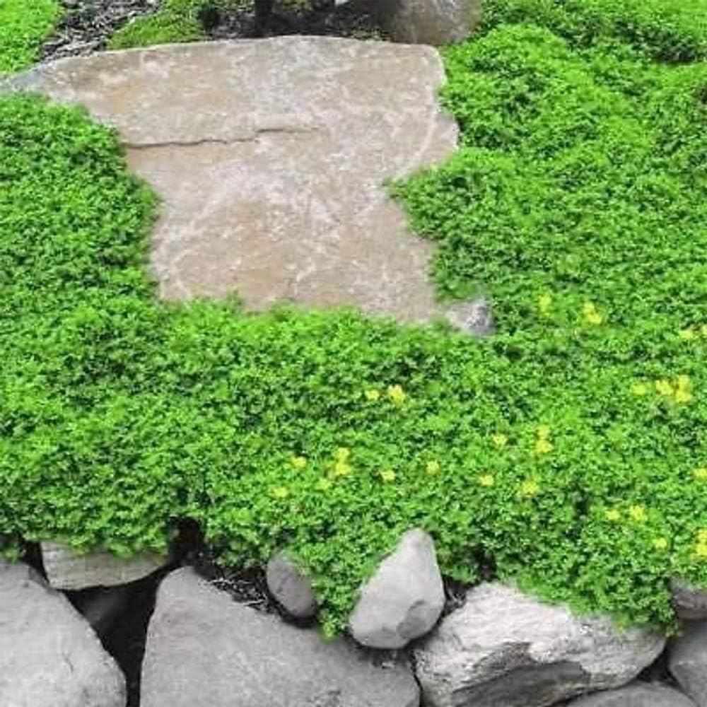 OutsideprideGreen Carpet Herniaria Glabra Seeds - 5,000 Pcs Perennial, Drought-Tolerant, Low-Maintenance Ground Cover Seeds for Planting, Hardy Green Carpet for Landscaping & Erosion Control