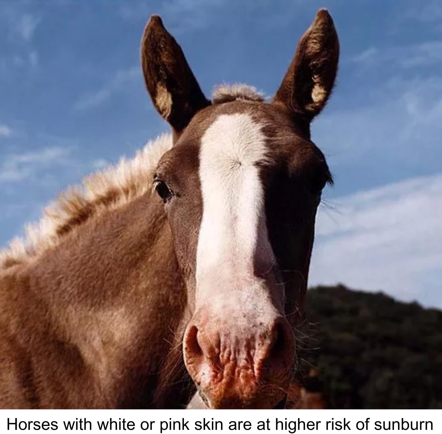 Sun Protection for Horses | Bundle of Pure Sole All Natural Sun Block 2 oz. Push Up Stick and 8 oz. Jar