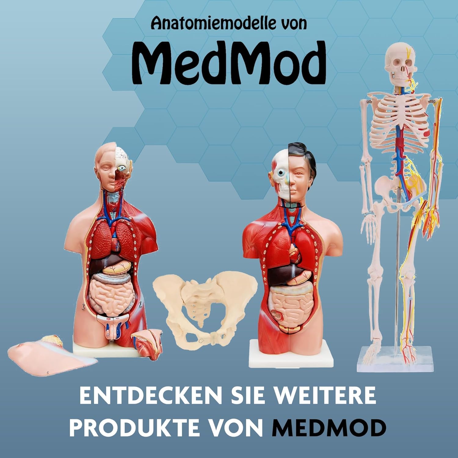 Anatomie Modell weiblicher Beckenboden Lebensgroß weibliches Becken | Becken mit Muskeln für Schule, Studium und Anatomie-Training, Lehrmodell