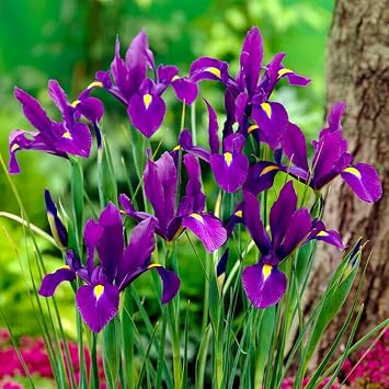 Dutch Iris Purple Sensation Bulbs - Stunning Purple & Yellow Blooms for Spring Gardens | Easy to Grow, Perfect for Cutting Gardens, Hardy Perennial Flowers Bulbs 12 Pack