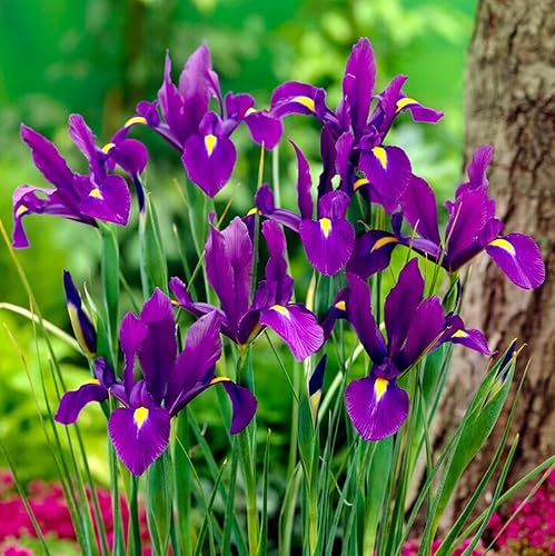 Votaniki Dutch Iris Purple Sensation Bulbs - Stunning Purple &