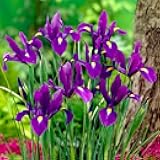 Votaniki Dutch Iris Purple Sensation Bulbs - Stunning Purple & Yellow Blooms for Spring Gardens | Easy to Grow, Perfect for Cutting Gardens, Hardy Perennial Flowers Bulbs (12 Pack)