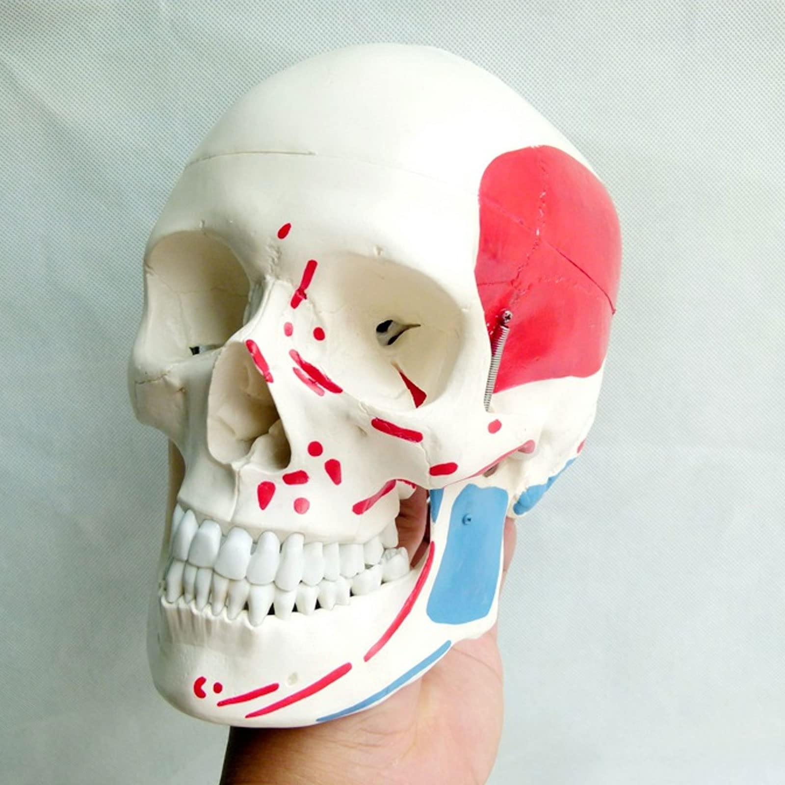 Model Czaszki W Rozmiarze Rzeczywistym, Szkielet Człowieka, Model Anatomiczny Z Wyjmowanym Materiałem Do Nauki
