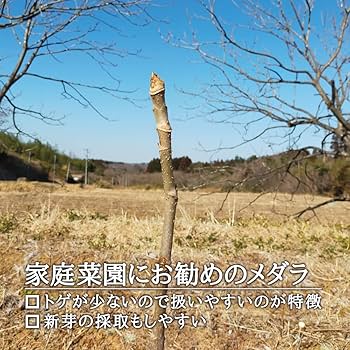 Amazon.co.jp: 【 西根の森 山菜 苗 】 タラの木 女だら 棘なし 苗木