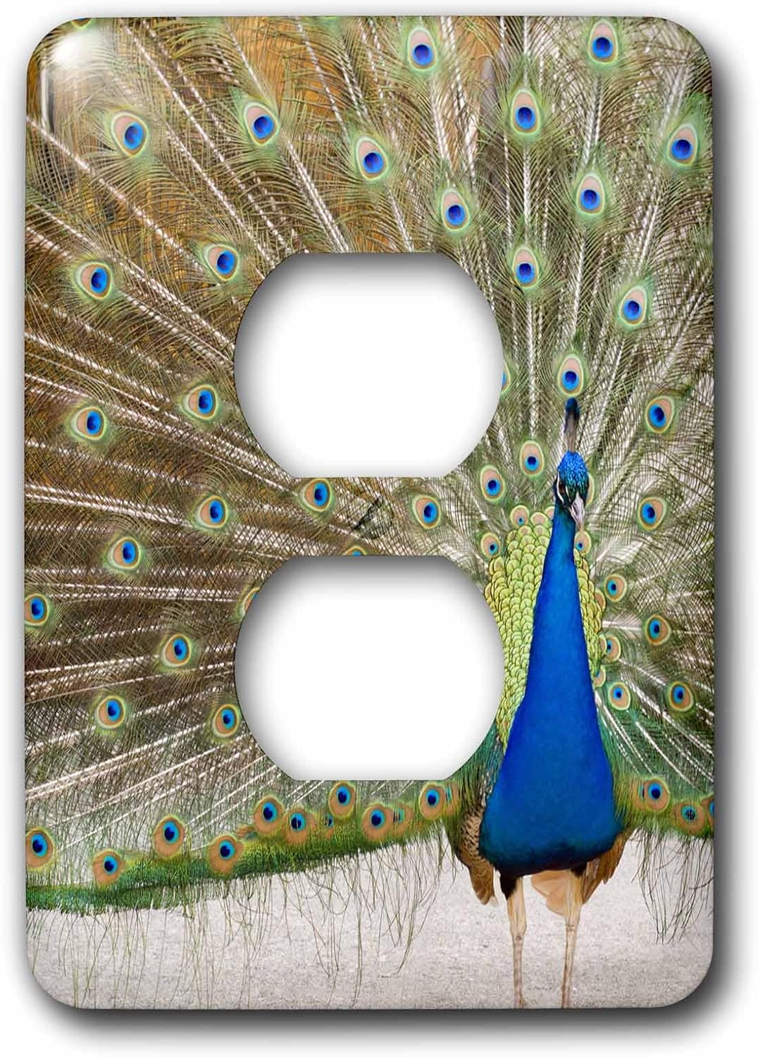3dRose LLC lsp_95813_6 Peacock, Us48 Jmi0068 Janis Miglavs 2 Plug Outlet Cover