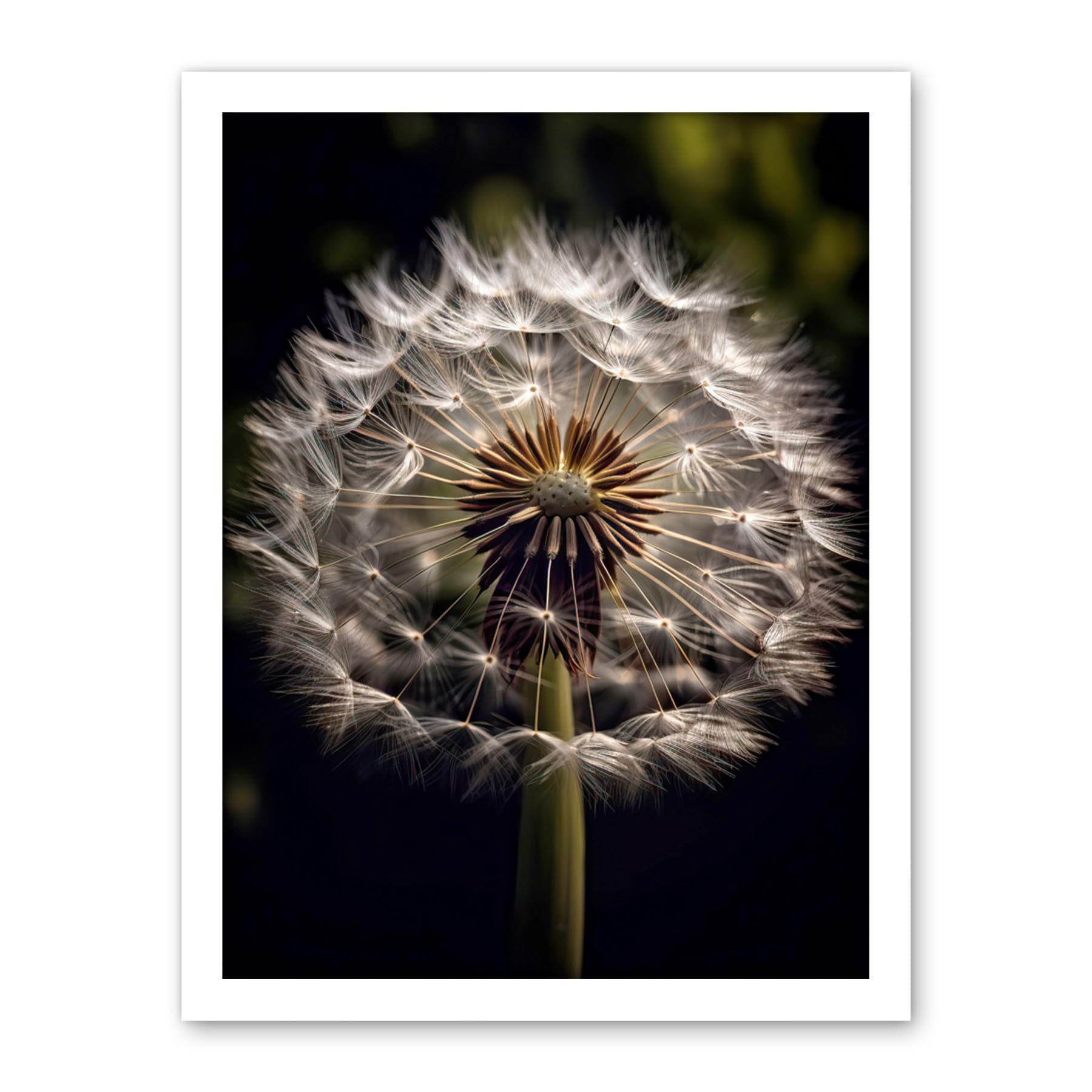 Artery8 Dandelion Flower Pappus Macro Photograph Dark Close Up Detail Artwork Framed Wall Art Print 18X24 Inch