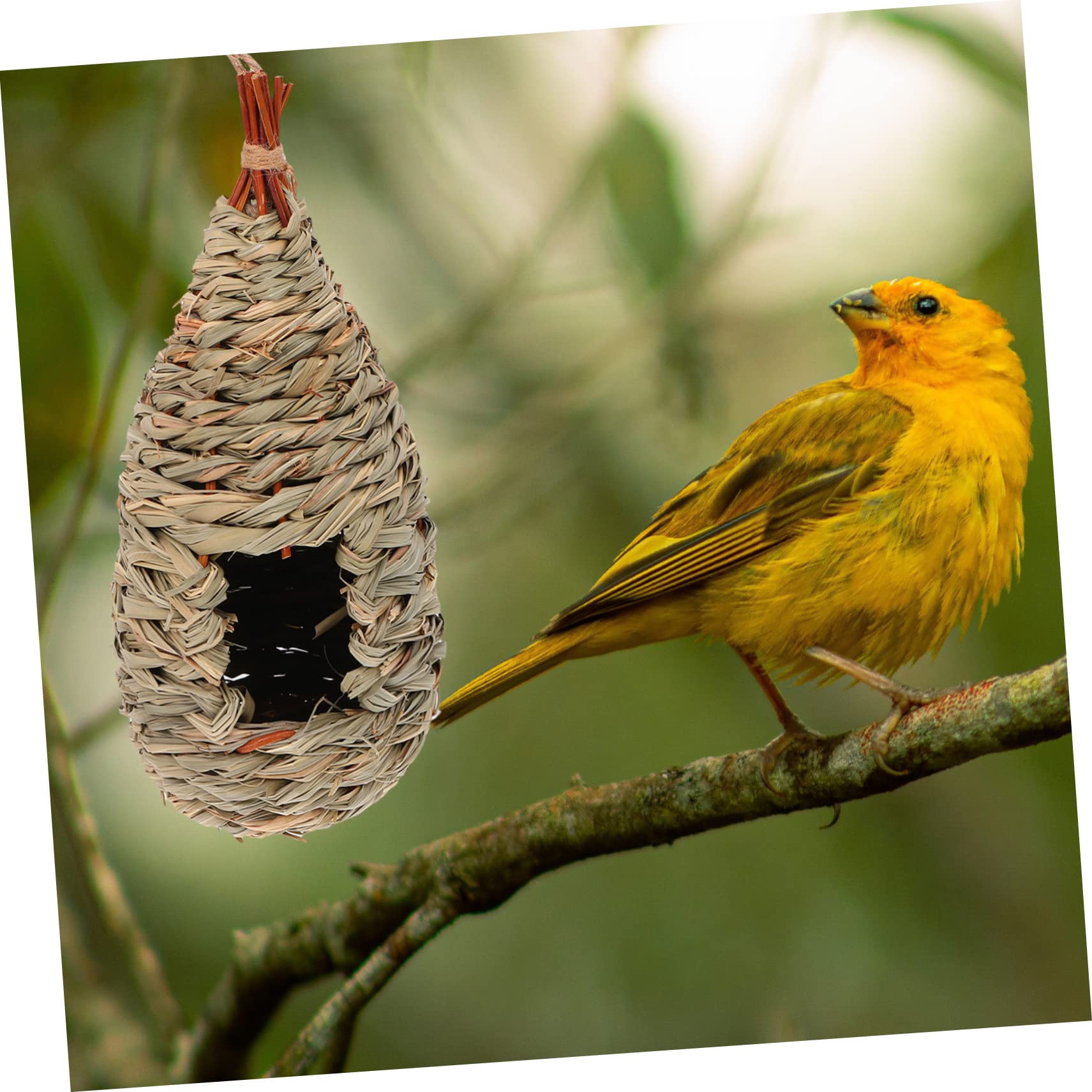 VANZACK 6piezas Casita De Pájaros Tejida Mano Nido para Aves De Césped Natural Decoración Creativa y Acogedora para Jardín y Balcón