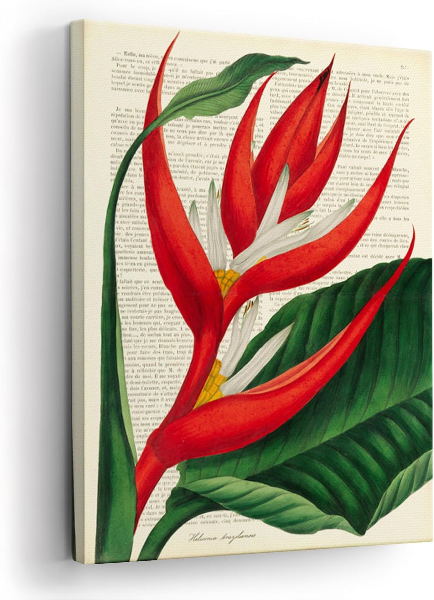 Canvas Wall Art - by Remy Dellal Vintage Botany I -CONTEMPORARY DECORATIVE FLORAL Vintage- for Bedroom Dining Office Kitchen Wrapped Framed