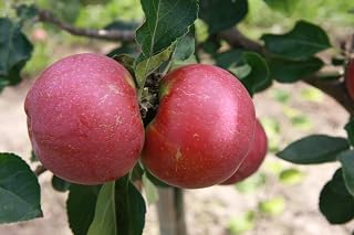 Seed Apple Lobo Malus Domestica Fruit Edible Your OWN Red Tree in Garden Pommier Crunchy Firm Plant Farm Jam Jelly Compote Bonsai Decor Yard Cider Juice Canada by Bestdealhere Fresh Seeds