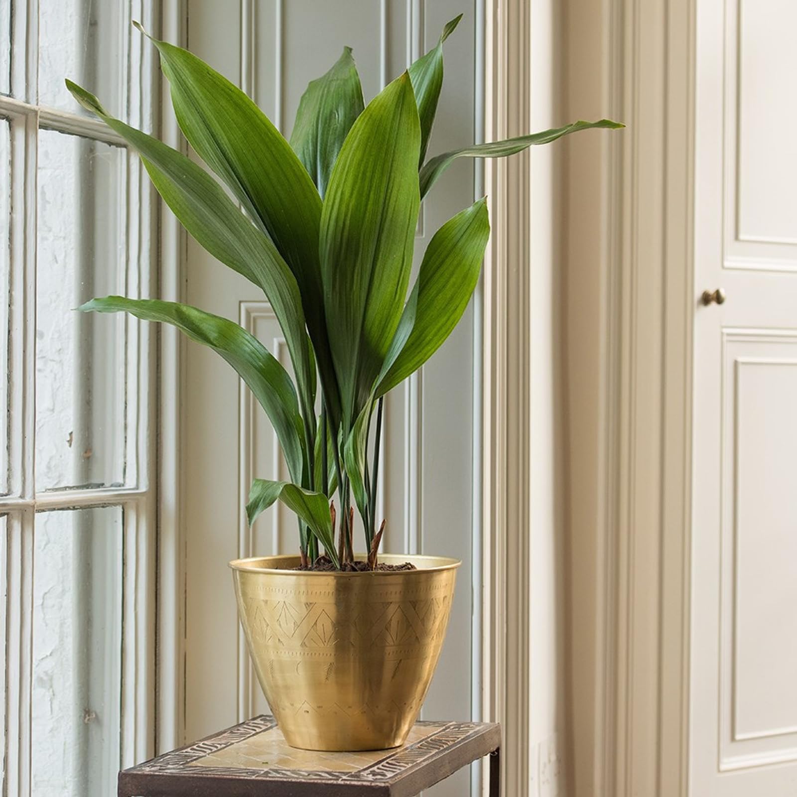Crocus Collection 16cm Etched Brass Pot Cover Decorative Planter Plant Pot for Indoor Use