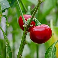 Vista 5 de Eden Brothers Semillas de Pimiento Dulce - Pimentón Alma