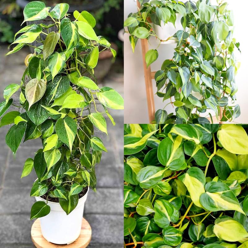 Image of Philodendron Oxycardium Brasil Live Plant - Decorative Indoor Vine | Office Decor | Living Wall | Pack of 1 Live plant With Pot
