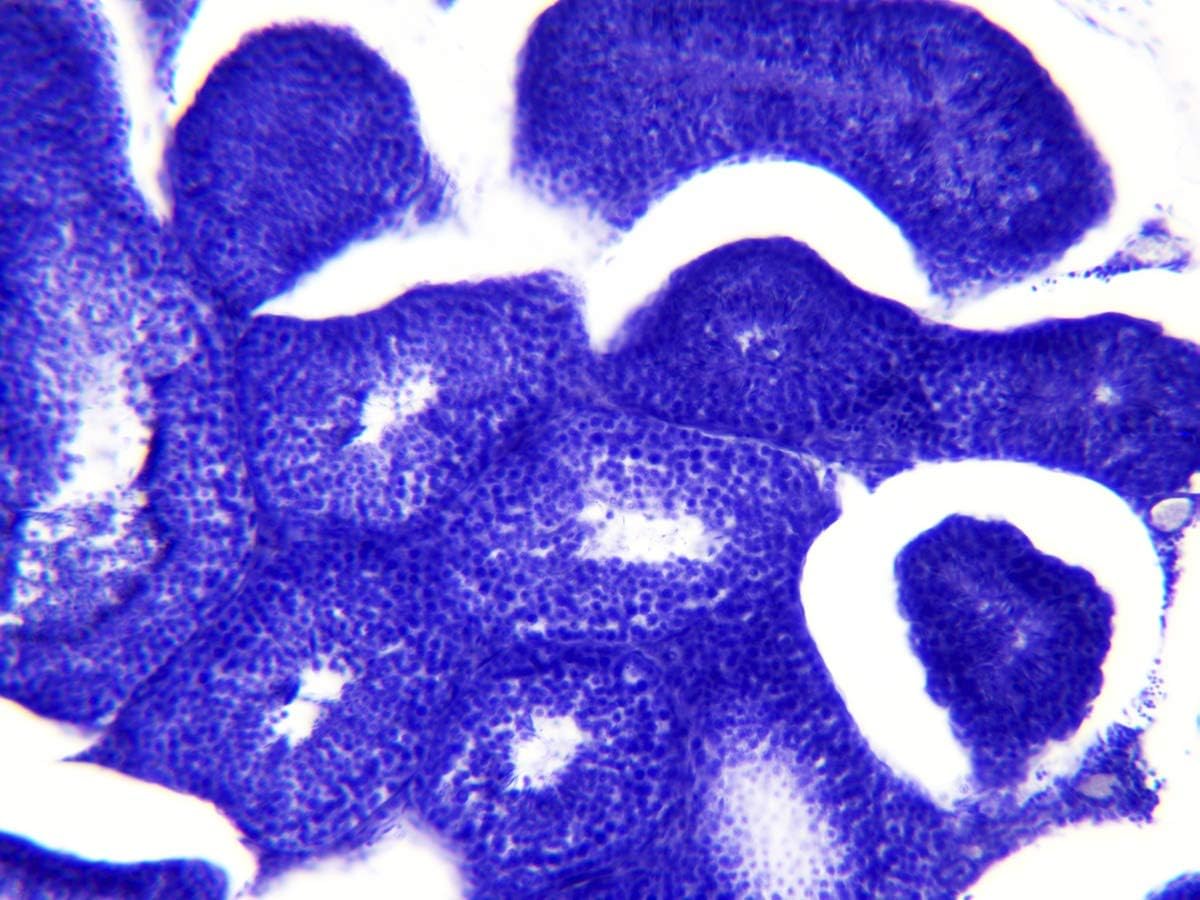 Bresser Microscope Accessories Permanent Preparation Histology (30pcs.)