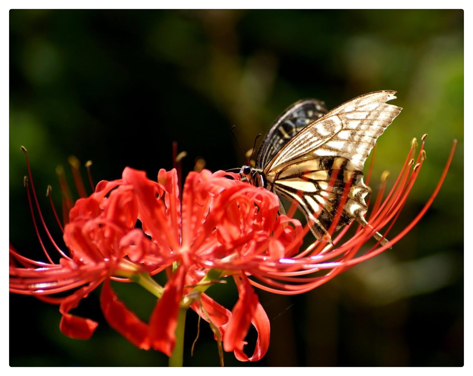 Bulbos de Lycoris | Frescos, Robustos, Uniformes, Firmes, Naturales, Viables-10 bulbos