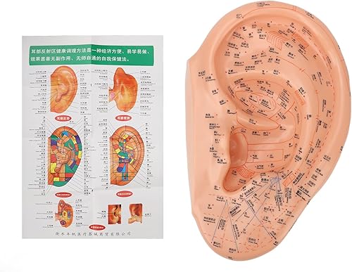 Modelo de acupuntura de oído humano de 15.7 in, modelo de masaje profesional de zona auditiva de PVC, reflexología profesional de aprendizaje de