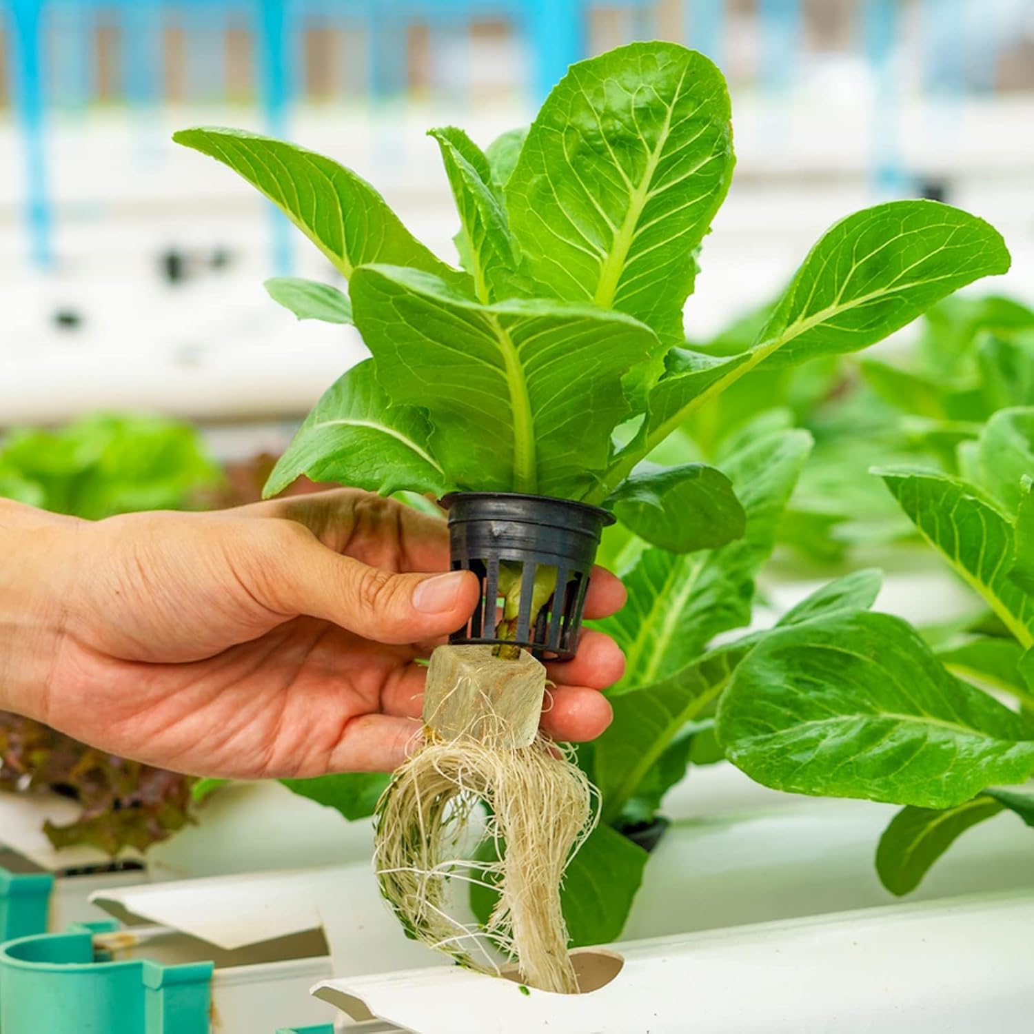 Halatool 2 Inch Rockwool Garden Rockwool Cubes for Hydroponics Rock Wool Planting Cubes for Soilless Cultivation Cuttings Clone Plants Germination Seedlings Start (2 Sheets, 96 Plugs in Total)