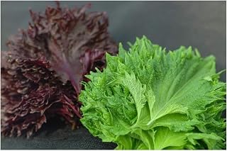 PREMIER SEEDS DIRECT - Perilla - SHISO - RED - 2.0 Gram ~ Approx 1300 Seeds