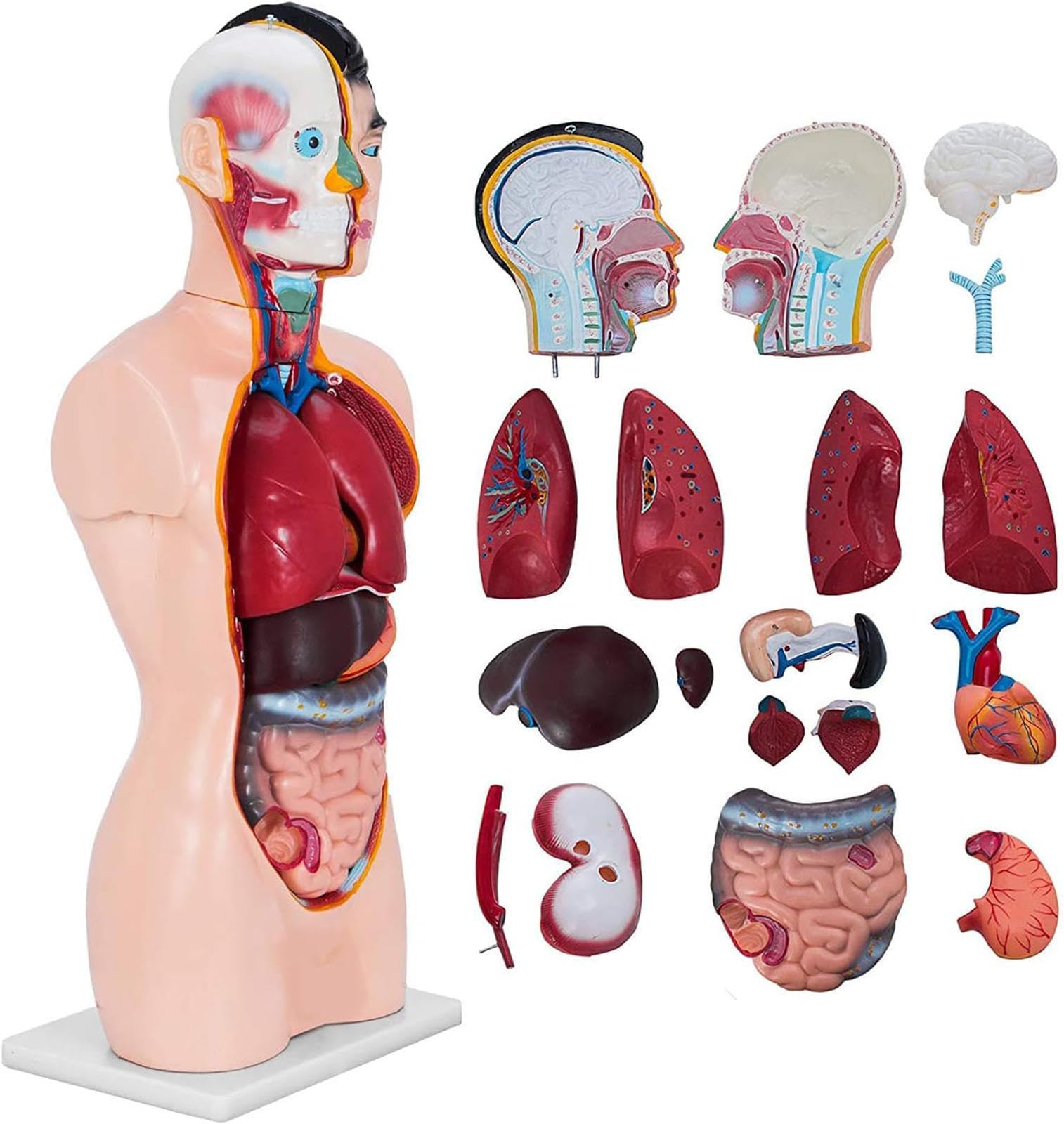 85 cm męski model anatomiczny tułowia składający się z 19 części, model anatomii człowieka, model tułowia człowieka, struktura anatomiczna głowy, szyi i narządów wewnętrznych ludzkiego szkieletu.