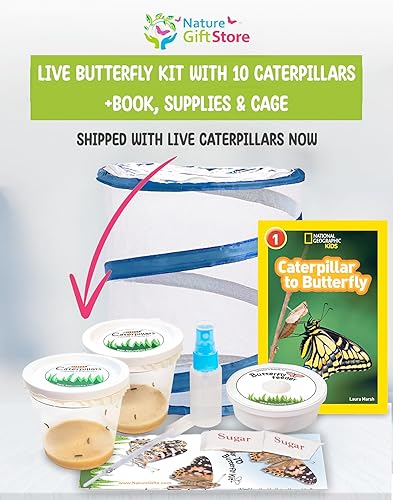 Miniatura 11 de Kit de mariposas vivas, 5 mariposas Dama pintada, jaula desplegable