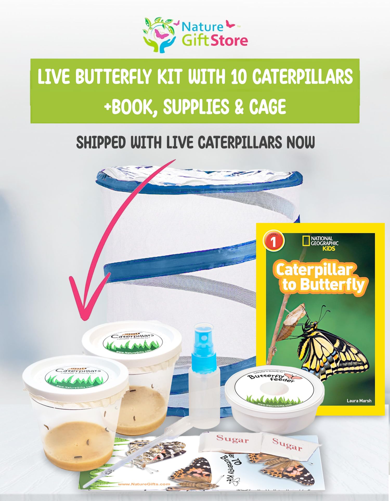 What Is A Butterfly Kit