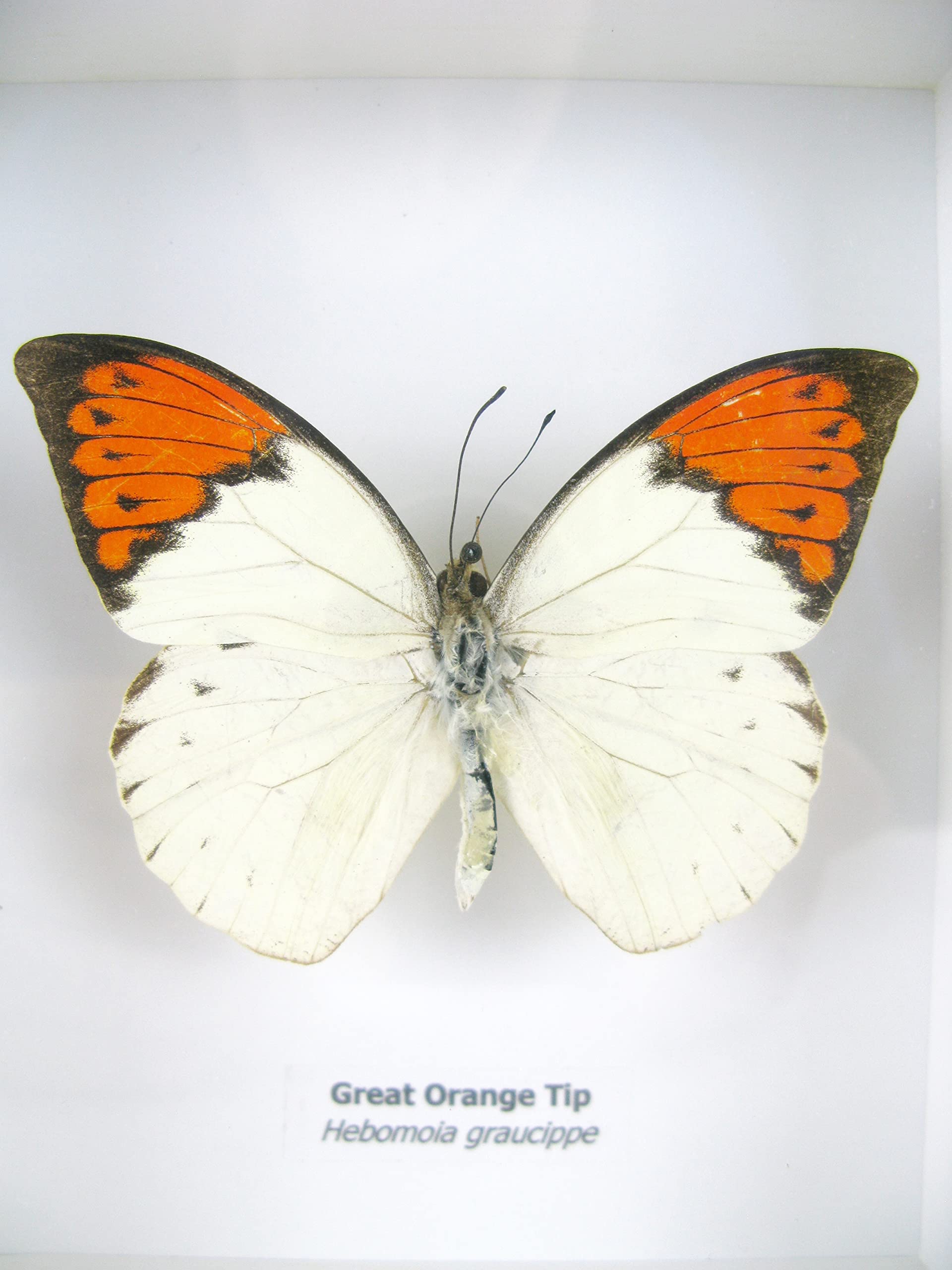 asiahouse24 Ein echter exotischer präparierter Schmetterlinge im Bilderrahmen Wandbild Schaukasten Entomologie Taxidermie (Great Orange Tip)