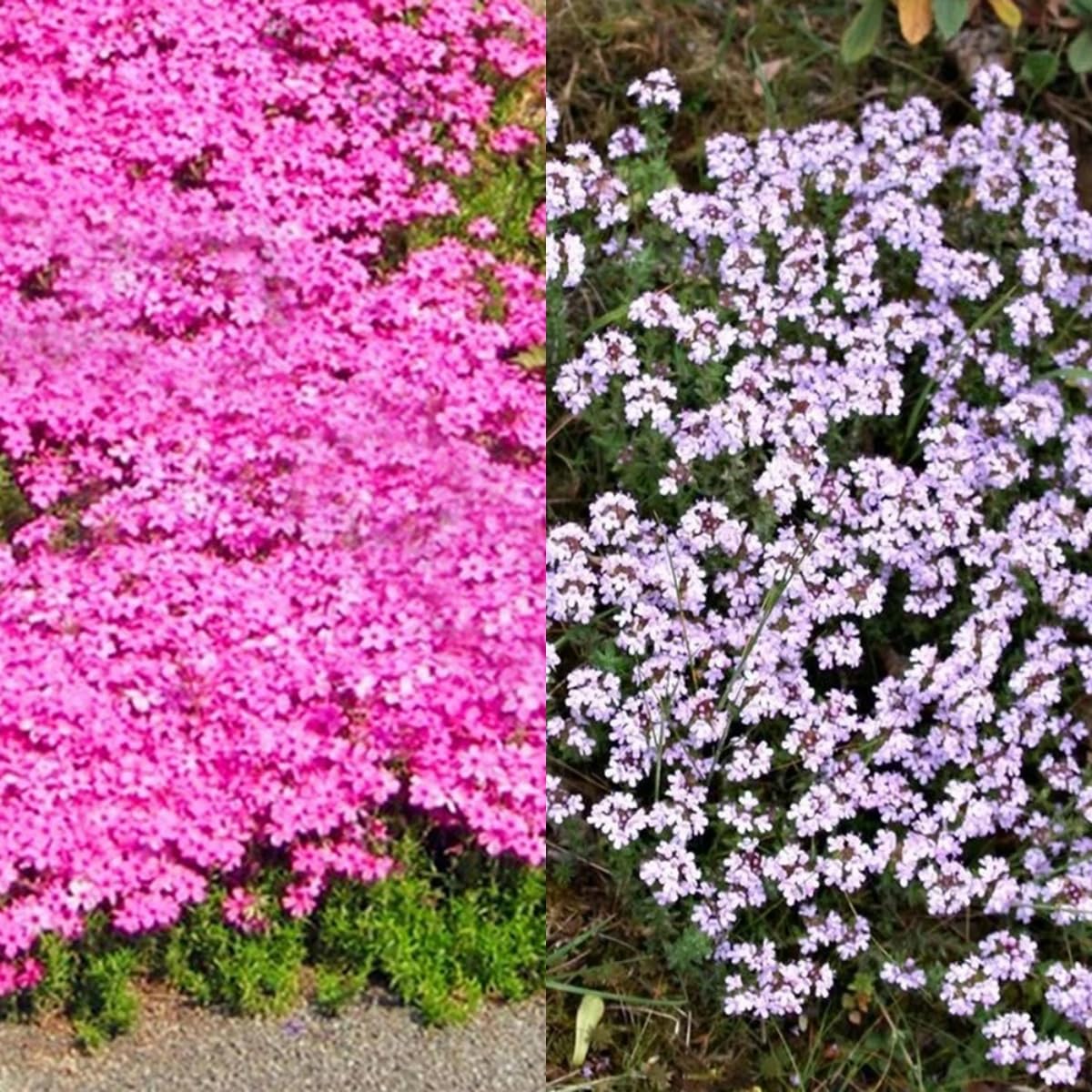 Semi Di Timo Strisciante 2000 Pz - Pianta Aromatica Perenne Per Giardino, Balcone E Api - Foto 8