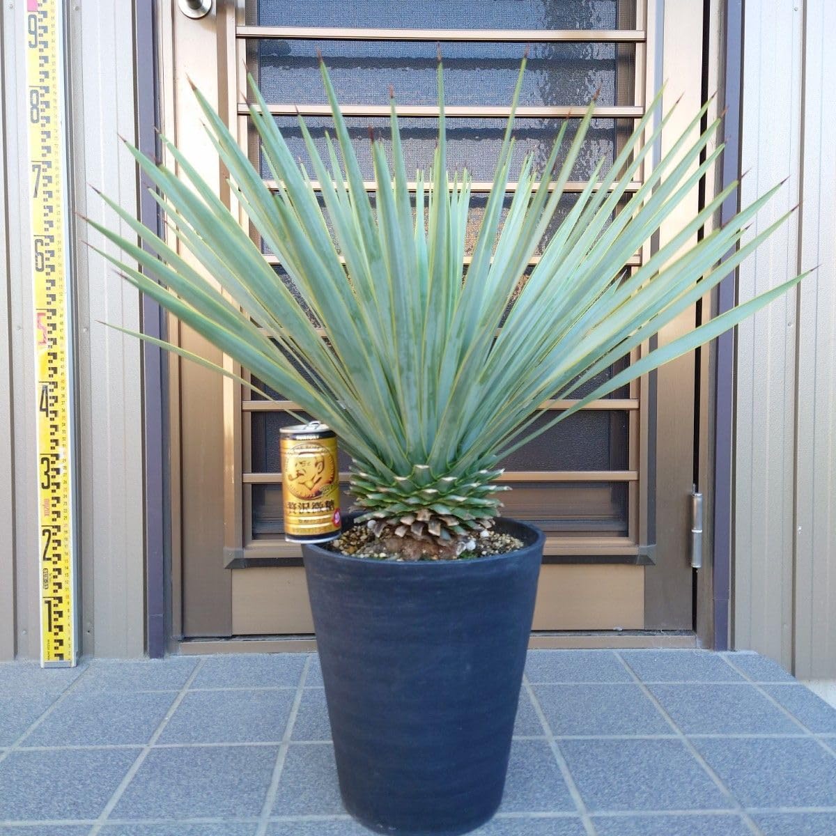 n*k様 ユッカ ロストラータ Hybrid ④ n*k様 ユッカ ロストラータ Hybrid ④ ユッカ ロストラータ – LAND