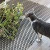 WEBER Kedi Kovucu Mat, Plastik, 10 Adet, Toplam 250 cm, Bahçe ve İç Mekan Kullanımı