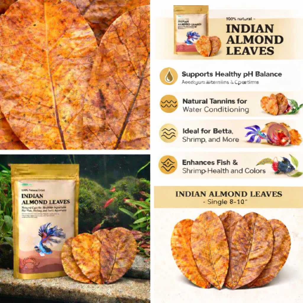 Lot de 50 feuilles d'amandes indiennes de qualité supérieure - 25,4 à 30,5 cm - Feuilles catappa riches en tanin - Décoration d'aquarium - Grande taille
