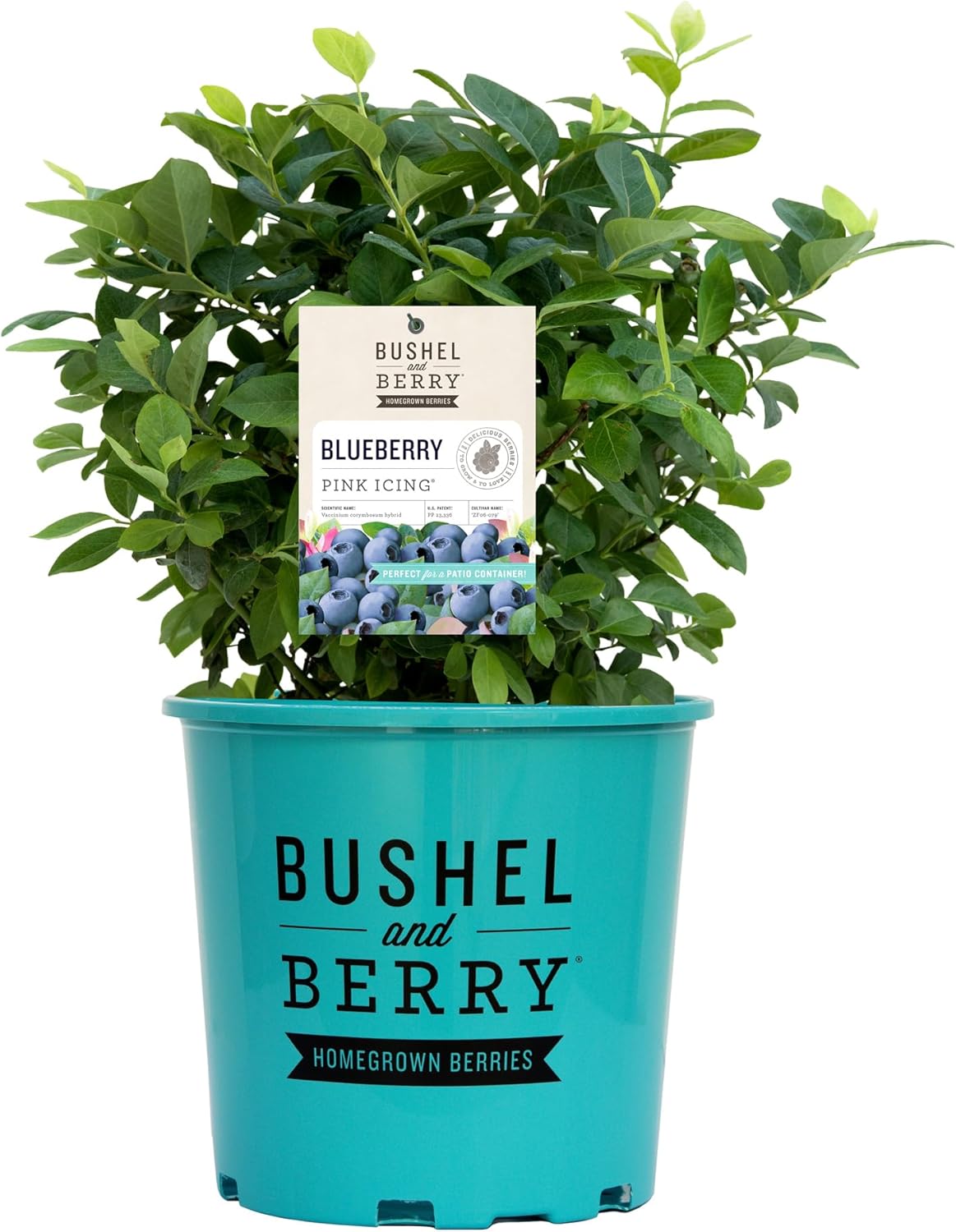 Bushel & Berry 2 Gal. Pink Icing Blueberry Plant