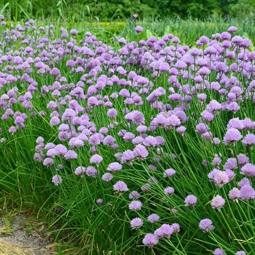 Set 5 Chives Live Plants 2-5 Inches, Hardy Garlic Chives, Heirloom Leeks Plants Ready to Grow Outdoor