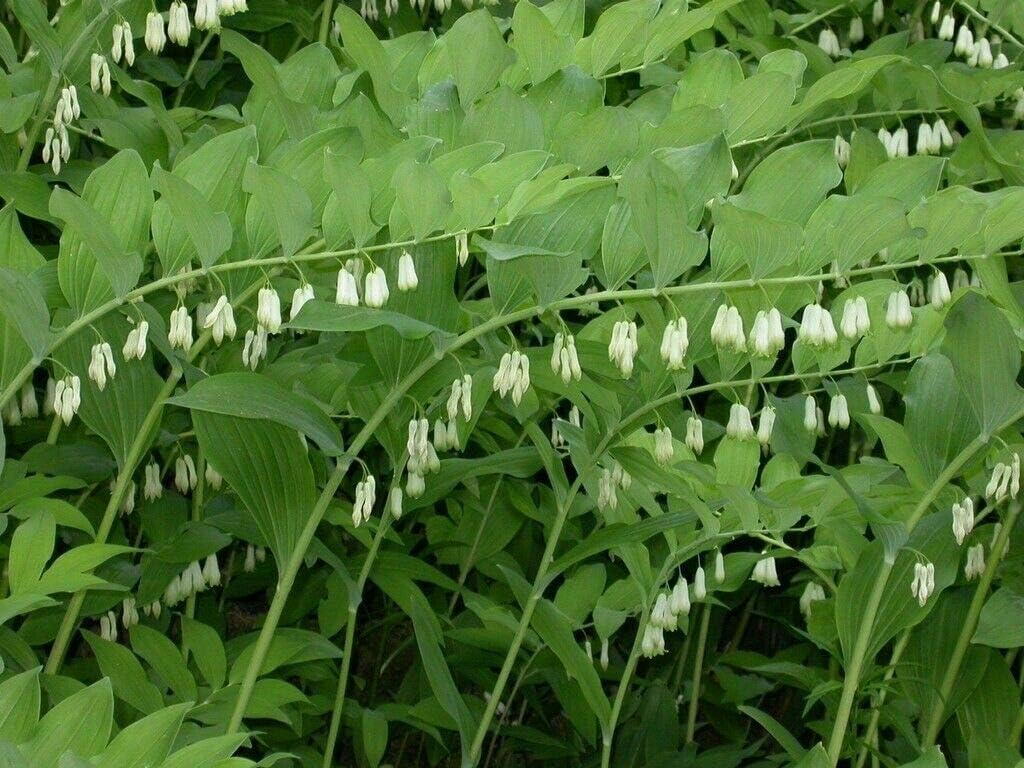 5 True Solomon's Seal Plạnts Perennial Bare Root Stock Polygonatum Biflorum - Hẹalthy Rọot – Gárdening Grọwing Outdoor