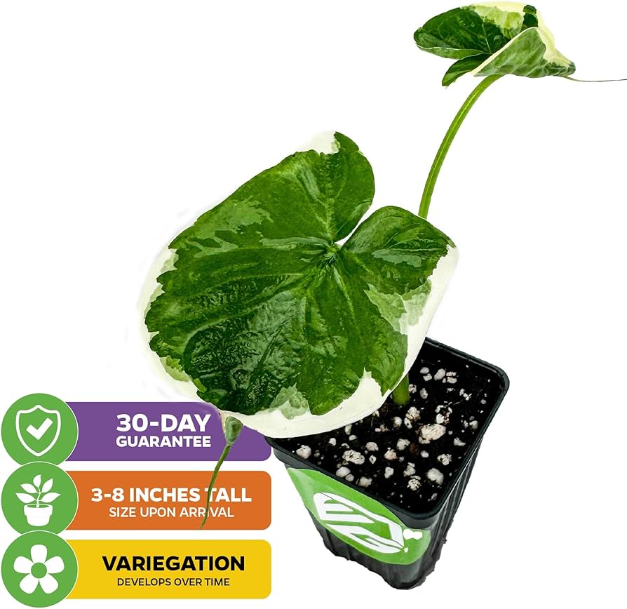 Amazon.com : Alocasia Mickey Mouse Elephant Ear - Alocasia Amazon.com : Alocasia Mickey Mouse Elephant Ear - Alocasia