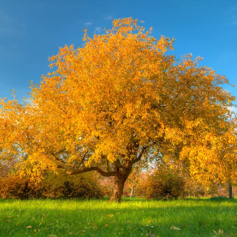 Our Top 10 Best oak tree to plant Reviews Maine