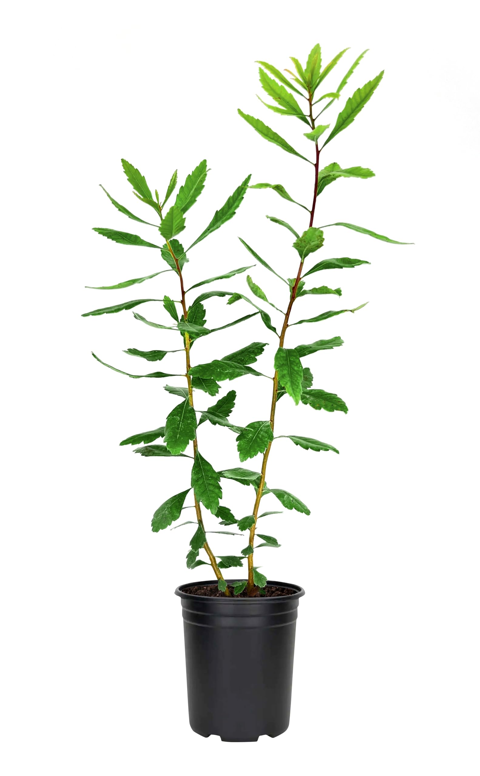 Wax Myrtle | 1 Live 4 Inch Plant | Myrica Cerifera | Fast Growing Shrub, Privacy Screen, Evergreen Foliage, Ornamental, Drought Tolerant, Low Maintenance, Garden Landscape