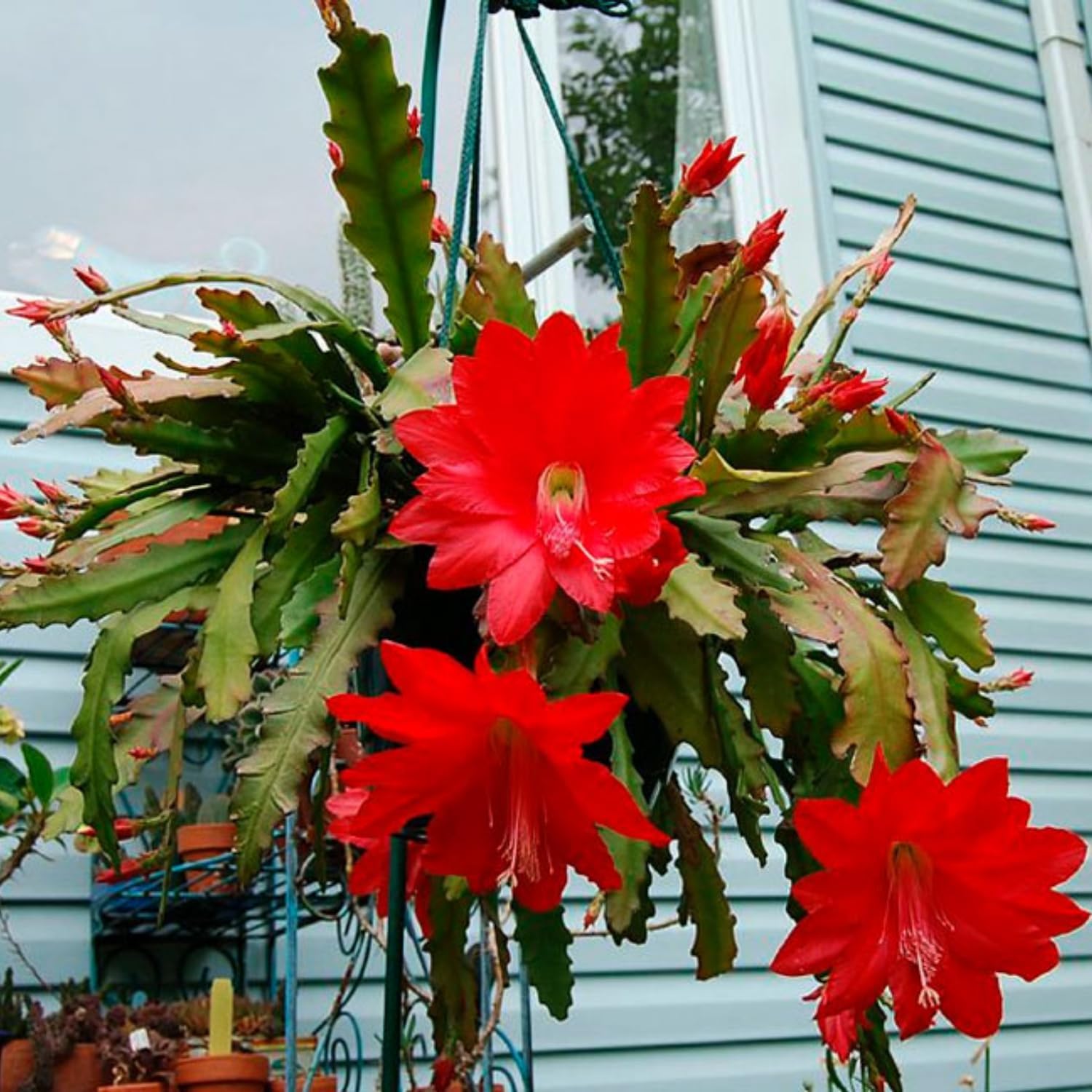 2 Red Epiphyllum Plants Live, Epiphyllum Orchid Cactus Plant from 6 to 8 Inches Tall, Epiphyllum Rooted in 4 Inches Pot