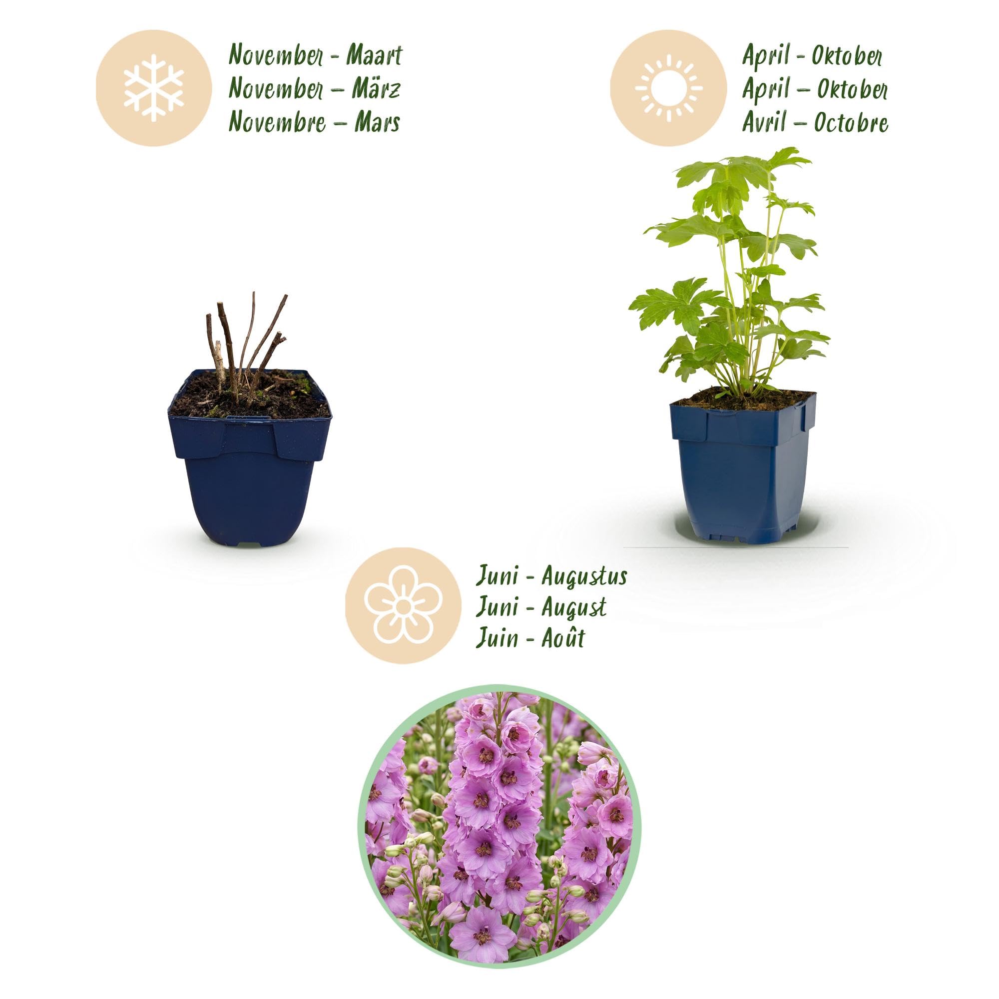 Delphinium Astolat Piante Perenni, per Giardino, Rosa, Set di 3