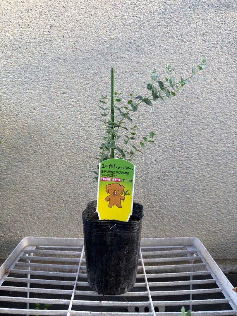 ユーカリ ムーンラグーン Amazon 観葉植物 ユーカリ ムーンラグーン 鉢