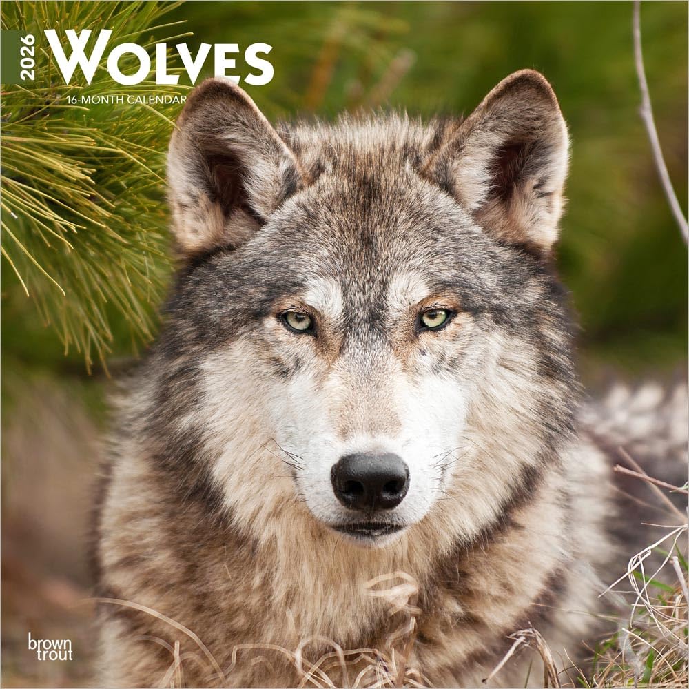 Wolves - Wölfe 2026 - 16-Monatskalender: Original BrownTrout-Kalender [Mehrsprachig] [Kalender]