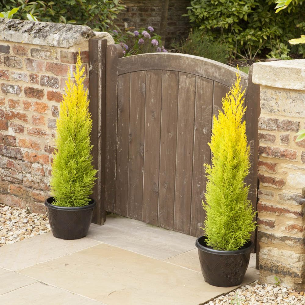 You Garden - 10 x Cupressus Conifer Macrocarpa Goldcrest Tree in a 10.5cm Pot 28-30cm Tall - Supplied as 10 x Established Cypress Tree Ready to Plant in Ground or Large Pots